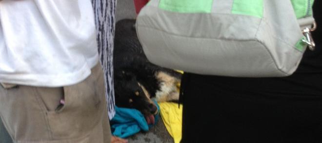 Cane precipita dal balcone: salvo 