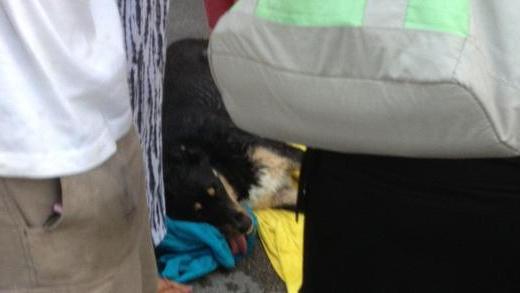 Cane precipita dal balcone: salvo