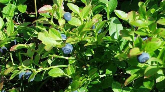 Mirtilli, cosa c’è da sapere sulla raccolta