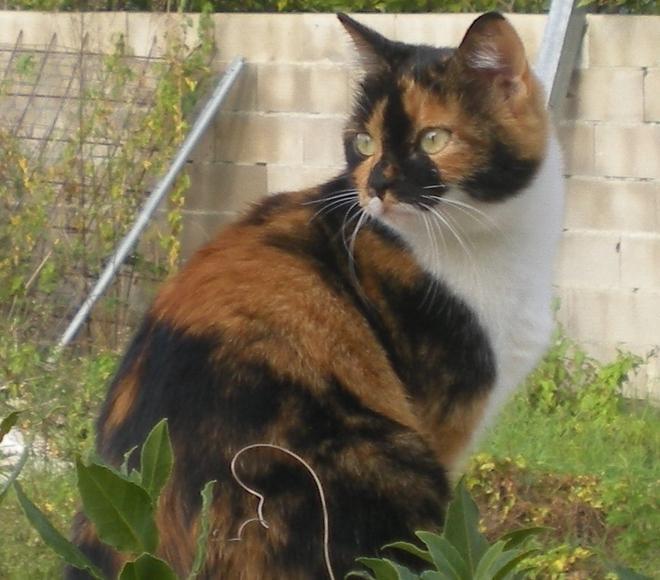 sos animali