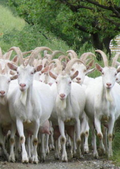 Danni alle colture per un gregge di capre