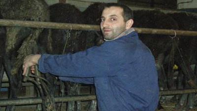 Ladri portano via un gregge di pecore