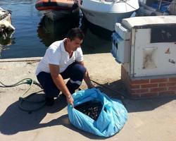 Maxi multa a 4 cinesi intenti a pescare cozze nell’area portuale 