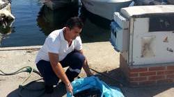Maxi multa a 4 cinesi intenti a pescare cozze nell’area portuale