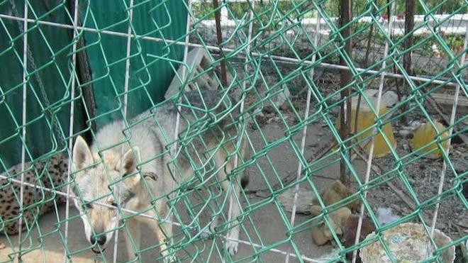 Muore cane rinchiuso in un recinto