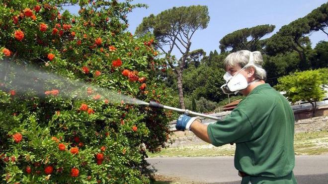 In coma per una puntura d’insetto