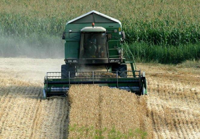 Grano e mais alle stelle, così la guerra in Ucraina affossa panifici e allevamenti. L'impatto in Toscana
