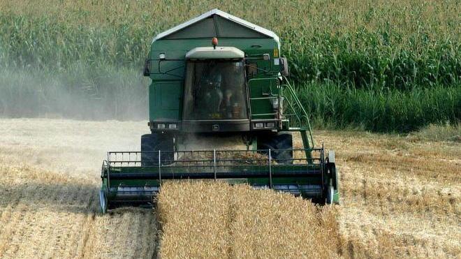 Grano e mais alle stelle, così la guerra in Ucraina affossa panifici e allevamenti. L'impatto in Toscana