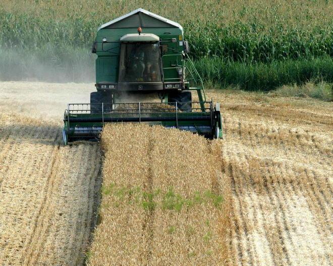 Raccolti di grano giù del 70 per cento: aziende al collasso 