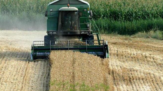 Raccolti di grano giù del 70 per cento: aziende al collasso