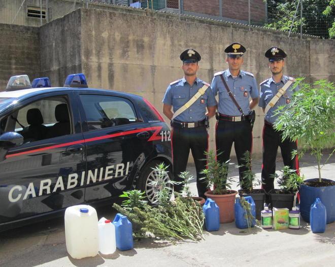Coltivava canapa indiana in un campo di granoturco: arrestato 
