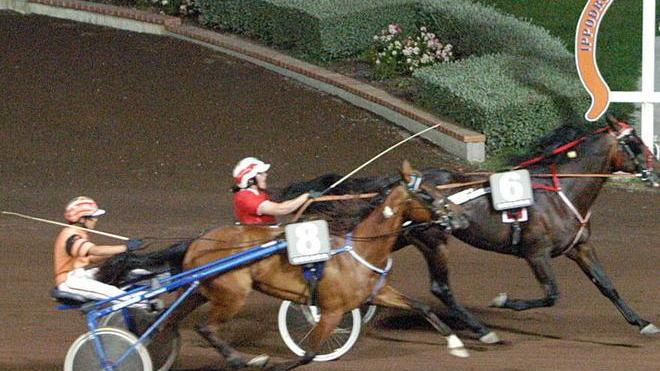 Blitz dei ladri nell’allevamento di cavalli a Fucecchio: via selle e sulky