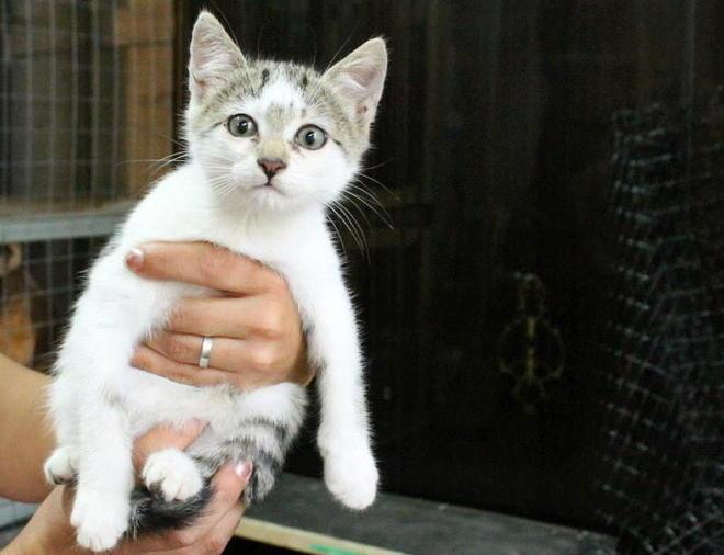 Per protesta gatti sul tavolo del sindaco di Empoli 