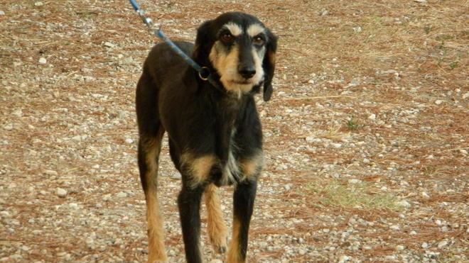 Asdrubale e gli altri: aumenta il numero dei cani abbandonati