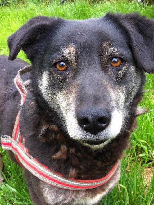QUATTRO ZAMPE/ Canile di Modena: Il catalogo dei cani in cerca di adozione - FOTO 