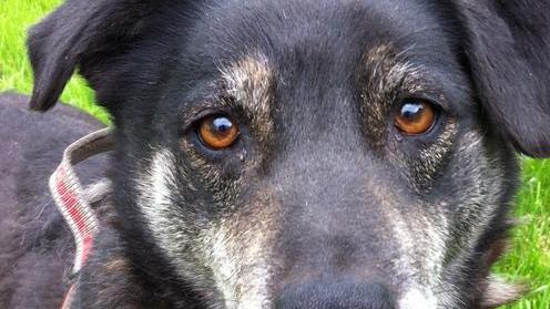 QUATTRO ZAMPE/ Canile di Modena: Il catalogo dei cani in cerca di adozione - FOTO