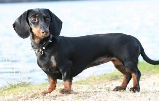 Pronto soccorso per cani, rivolta via e-mail 