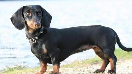 Pronto soccorso per cani, rivolta via e-mail