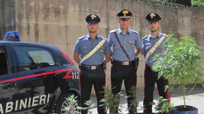 Lo spacciatore dal pollice verde: arrestato nell’orto