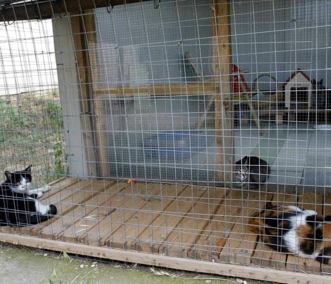 Per protesta gatti sul tavolo del sindaco