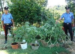 Coltivano in casa 20 piante di cannabis: arrestata una coppia 