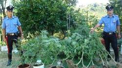 Coltivano in casa 20 piante di cannabis: arrestata una coppia
