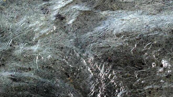 Allarme in spiaggia, è tornata l’alga tossica