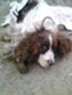 Trova un cane ferito Odissea per i soccorsi 