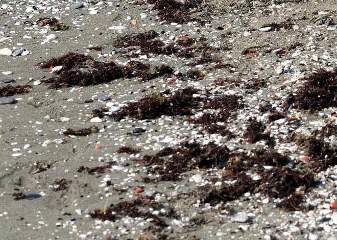 Allarme, è tornata la micro alga tossica 