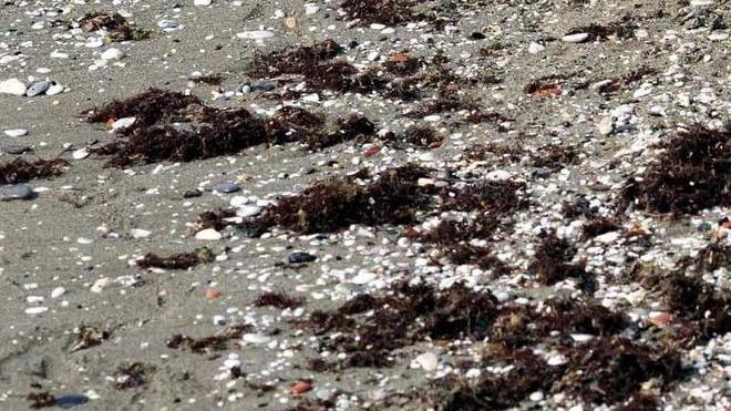Allarme, è tornata la micro alga tossica