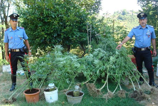 Coltivano la cannabis in casa, arrestati
