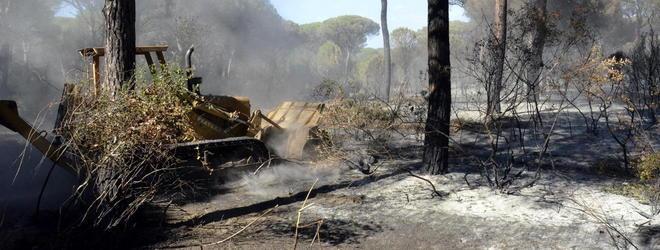 Marina di Grosseto: incendio in pineta, un anno dopo ferita ancora aperta 
