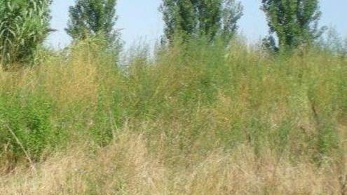 Erbacce e sterpaglie nella zona dell’ex Pretura