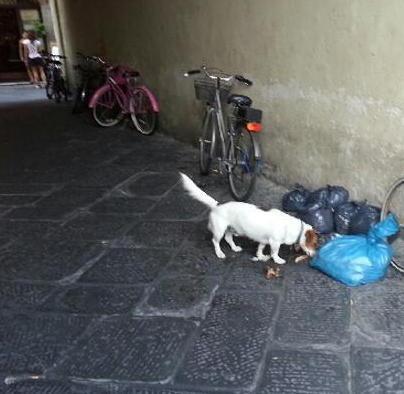 E i cani fanno festa all’Anfiteatro 