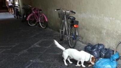 E i cani fanno festa all’Anfiteatro
