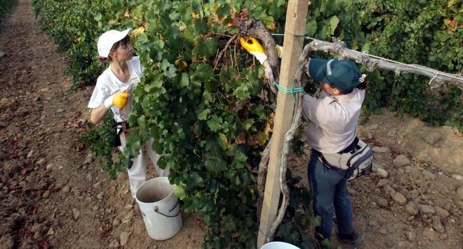 Vendemmia, occasione per trovare un lavoro 