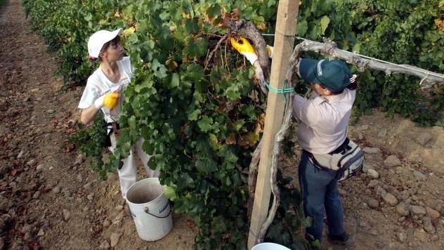 Vendemmia, occasione per trovare un lavoro