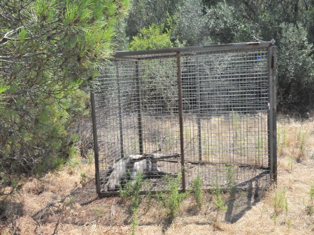 Cinghiale lasciato morire in una gabbia, è polemica 