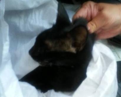 Muore gatto investito, animalisti contro il veterinario della Asl 