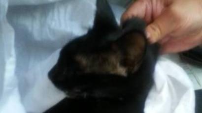 Muore gatto investito, animalisti contro il veterinario della Asl