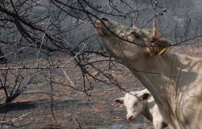 “Sa paradura” per salvare gli allevatori 