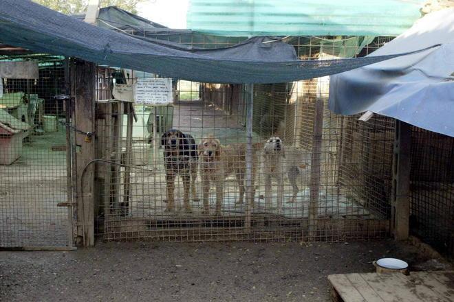 Undici cani rischiano lo sfratto nelle campagne di Vernio 