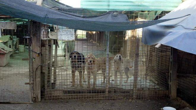 Undici cani rischiano lo sfratto nelle campagne di Vernio