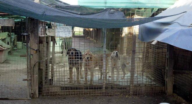 Quel ricovero per cani dev’essere smantellato 