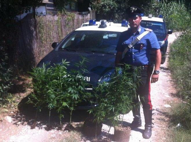 Famiglia denunciata coltivava marijuana