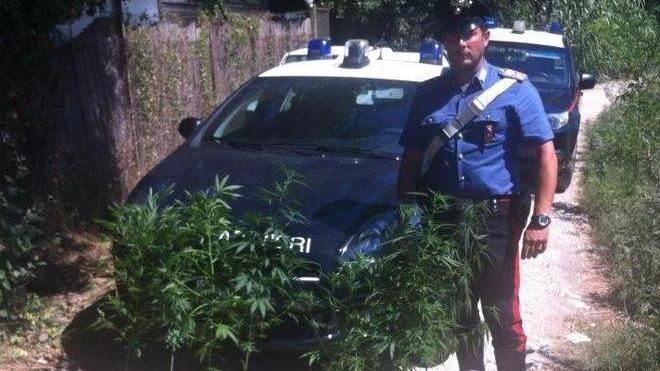 Famiglia denunciata coltivava marijuana