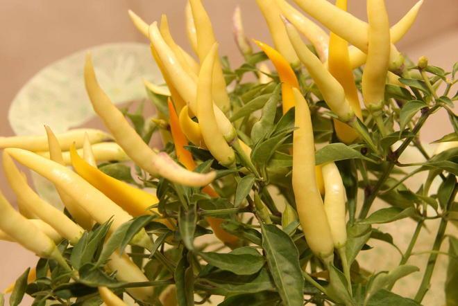 Peperoncini in passerella a Villa Borbone