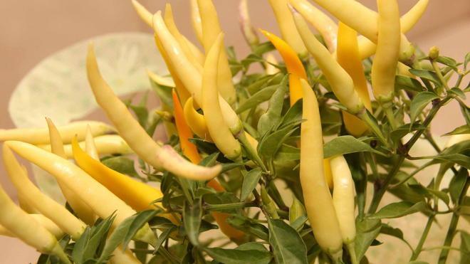 Peperoncini in passerella a Villa Borbone