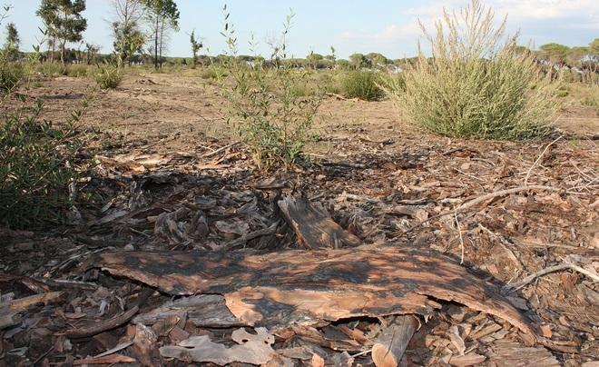 «Pineta: no allo scempio dei tagli a raso» 