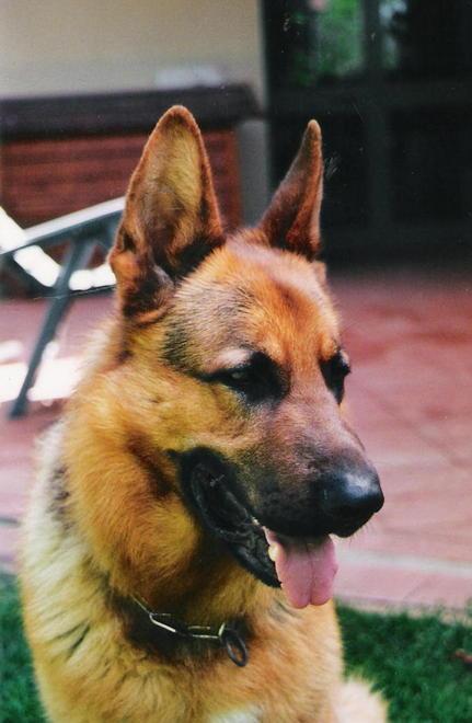 Camionista aggredito dai cani salvato dai vigili del fuoco